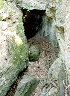 Bosc de les Estunes, Porqueres